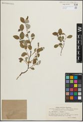 Foto von Salix hastata L. x Salix reticulata L.